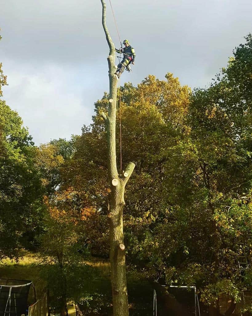 This is a photo of an operative from NS Tree Surgery Egham felling a tree. He is at the top of the tree with climbing gear attached about to remove the top section of the tree.