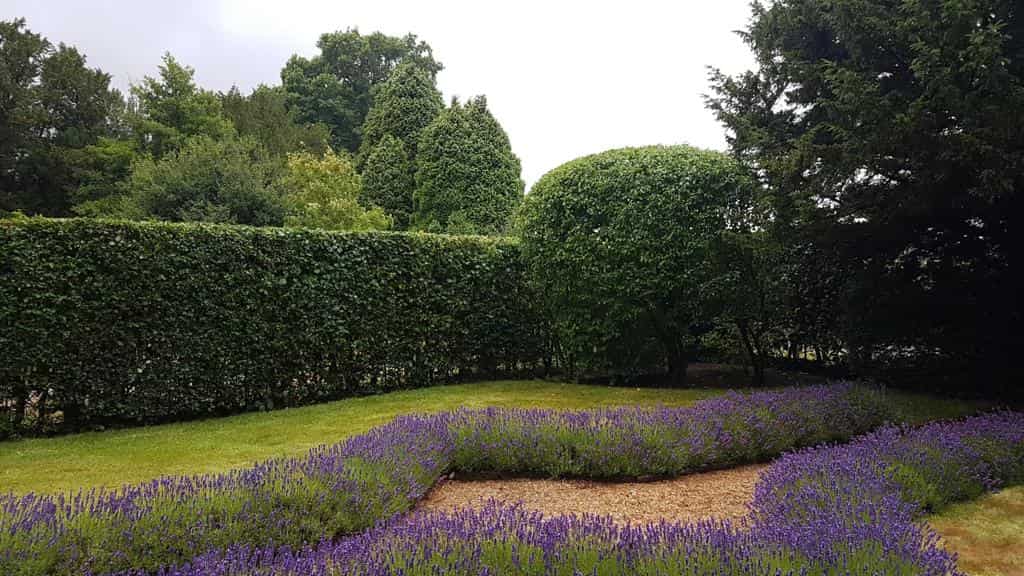 This is a photo of a garden hedge that has just been trimmed by NS Tree Surgery Egham