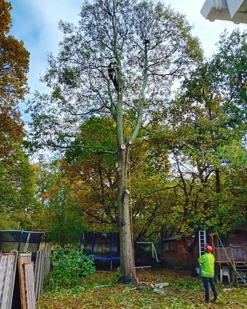 This is a photo of a tree being pruned, there is a man up the tree cutting a section of it down while another man is standing in the garden of the property where the tree is located overseeing the work. Works carried out by NS Tree Surgery Egham