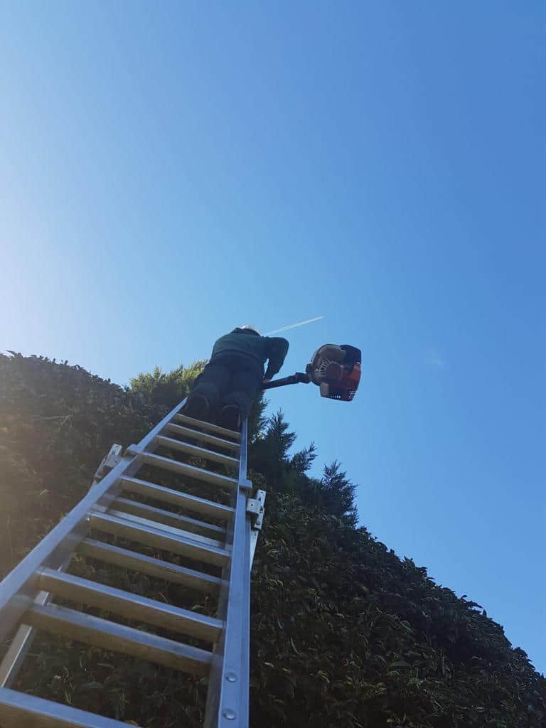 This is a photo of an operative from NS Tree Surgery Egham up a ladder rested on a hedge with a petrol strimmer.